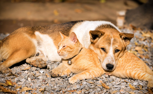 Quel est le prix d'une assurance pour animaux ? Combien ça coûte ?