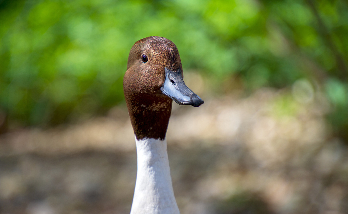 Combien coûte un canard ? Quel budget d'entretien prévoir ?