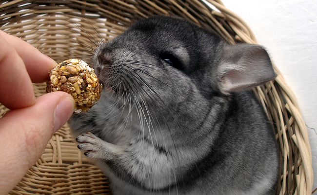 Combien coûte un chinchilla ? Quel budget d'entretien prévoir ?