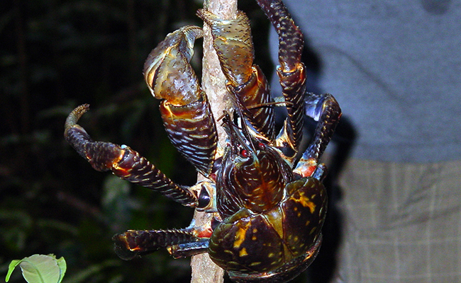 Crabe de cocotier, un crustacé taille XXL !