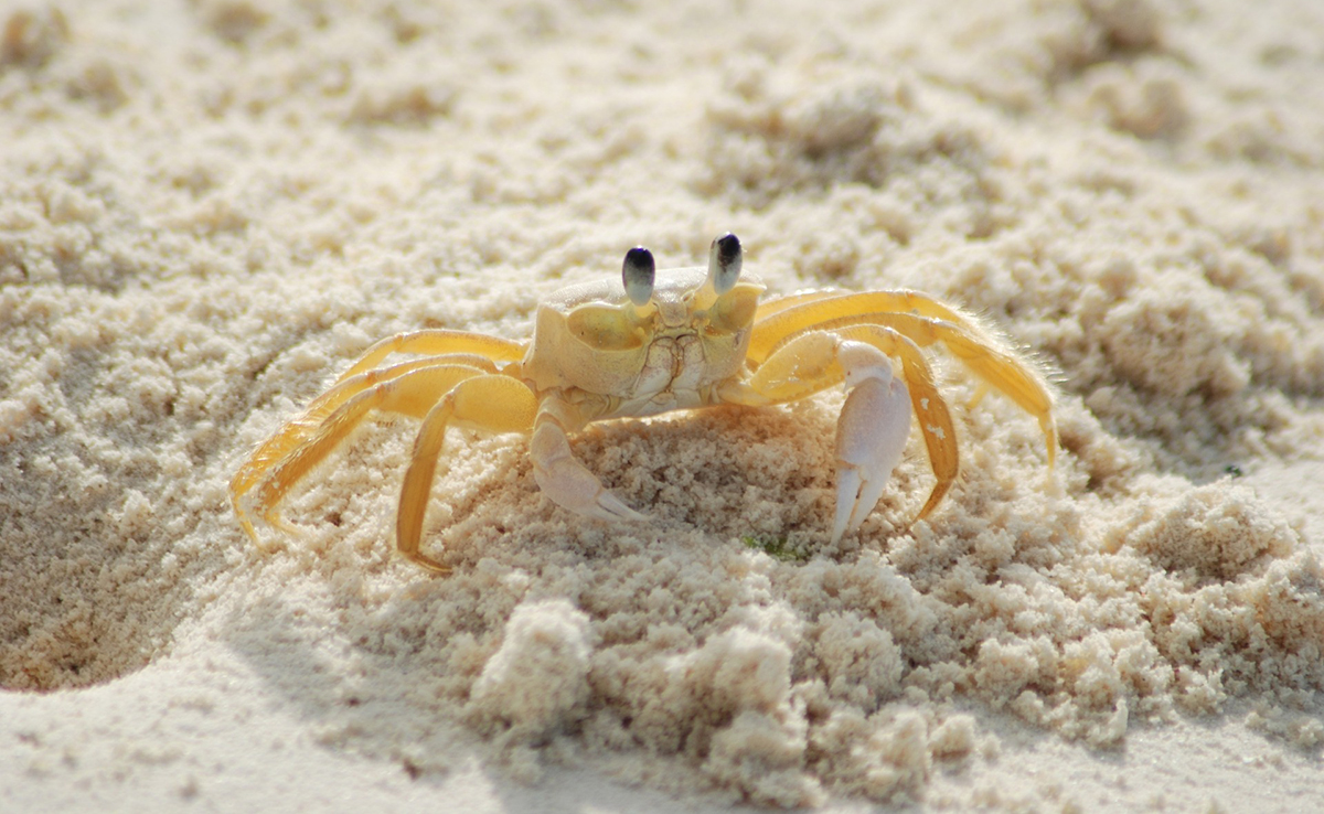 Reproduction du crabe : maturité sexuelle, cycle, ponte et naissance !