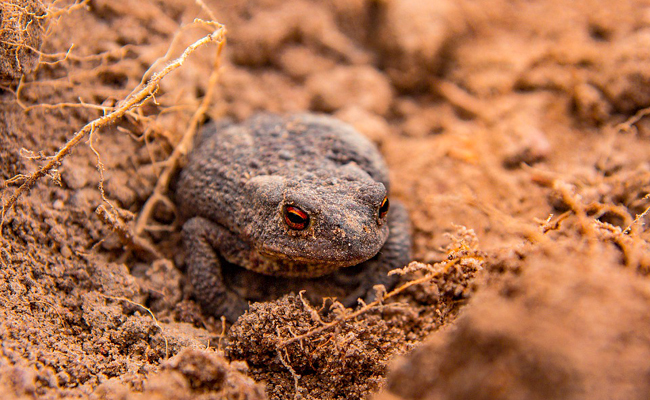 Particularités morphologiques du crapaud