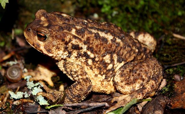 Le crapaud : où et comment vit-il ? Pourquoi est-il utile au jardin ?