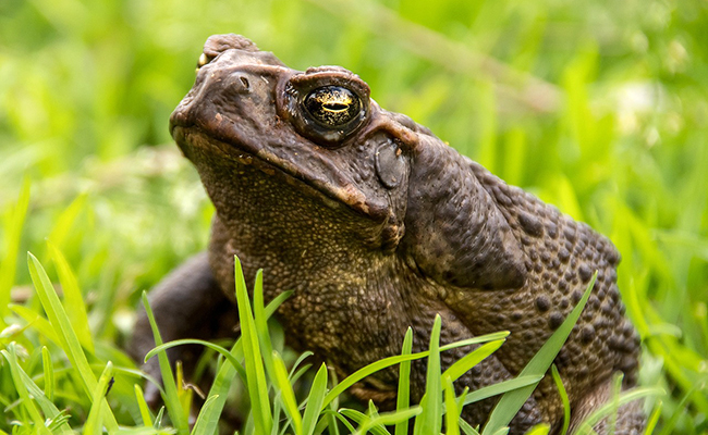 Le crapaud buffle, le plus gros crapaud du monde !