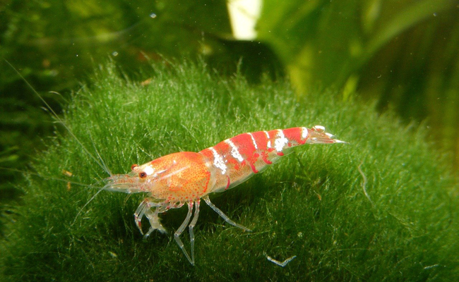 Quelles crevettes élever en aquarium ? Comment en prendre soin ?