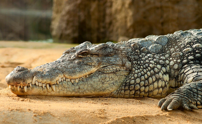 crocodile