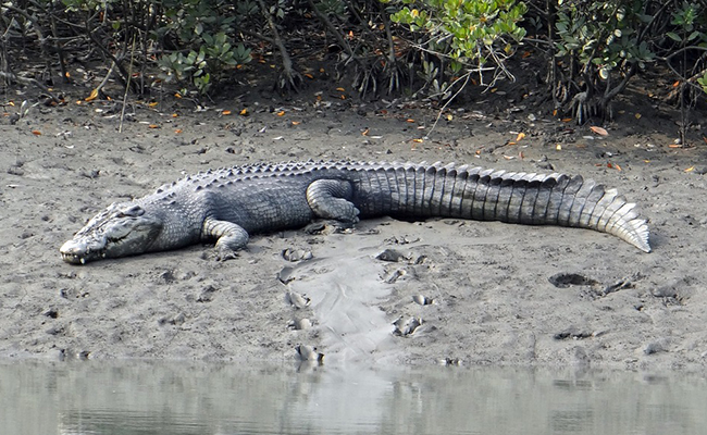 Le crocodile marin, vit-il réellement en mer ?