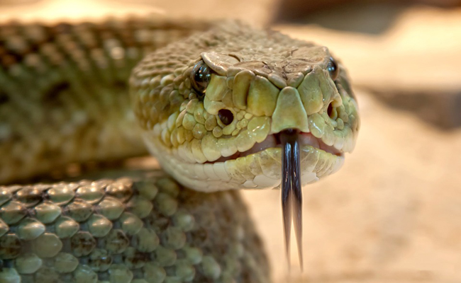 Le crotale, fameux serpent à sonnette