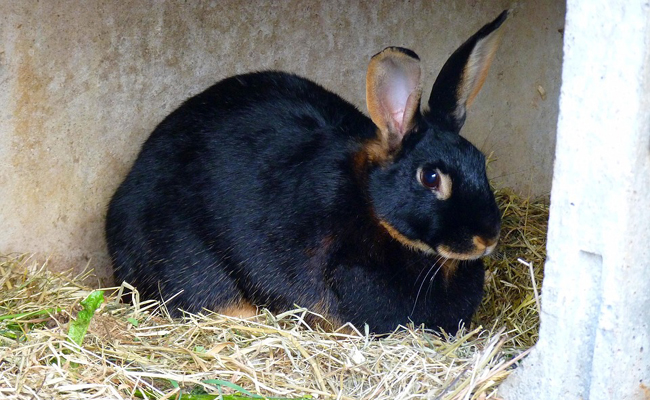 Pourquoi mon lapin mange ses crottes ?