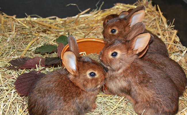 La cuniculture ou l'élevage de lapins