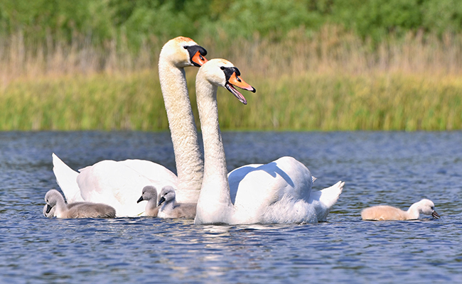 Les cygnes tuberculés sont-ils trop nombreux ?