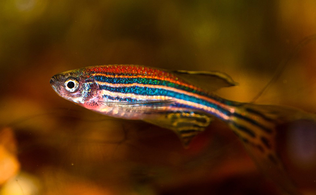 Le Danio Rerio ou poisson-zèbre en aquarium : nos conseils d'élevage