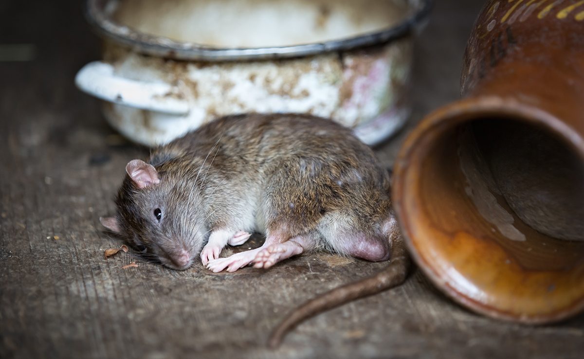 Comment se débarrasser des rats ? Les 8 meilleures solutions