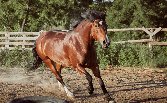 Débourrage du cheval : en quoi cela consiste ?