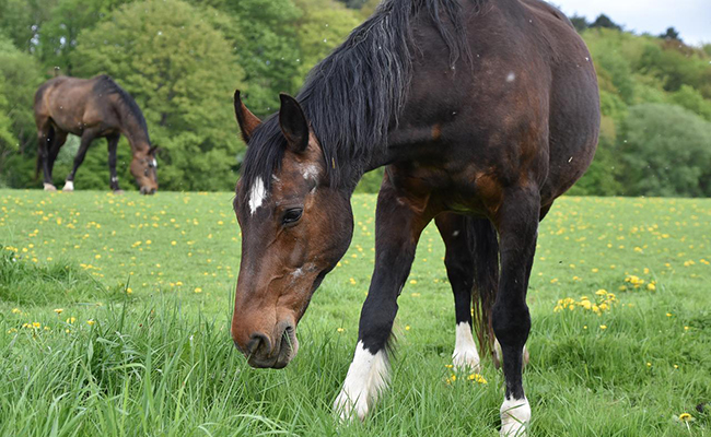 Décès d'un cheval : équarrissage ou crémation individuelle, vous avez le choix