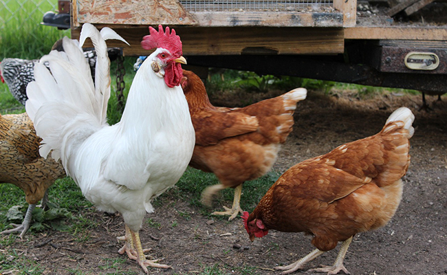 Peut-on donner tous les restes de cuisine à ses poules ?