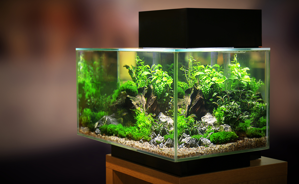 Comment déménager son aquarium et ses poissons ? Conseils, trucs et astuces