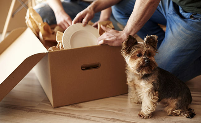 Comment déménager sereinement avec son animal de compagnie ?