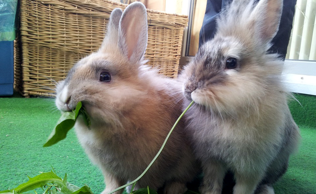 Les dents du lapin : fonctions et principaux problèmes dentaires