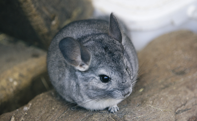 Déshydratation chez le chinchilla, quels sont ses besoins en eau ?