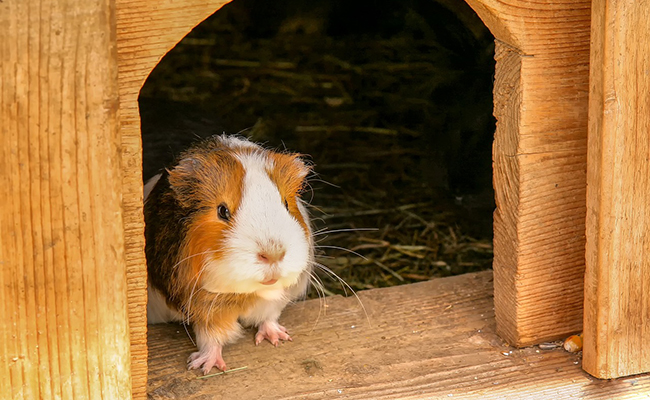 Déshydratation chez le cochon d'inde, quels sont ses besoins en eau ?