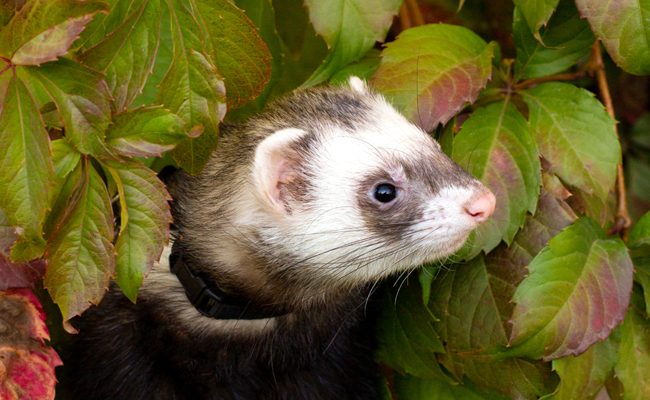 Comment déterminer l'âge d'un furet ?