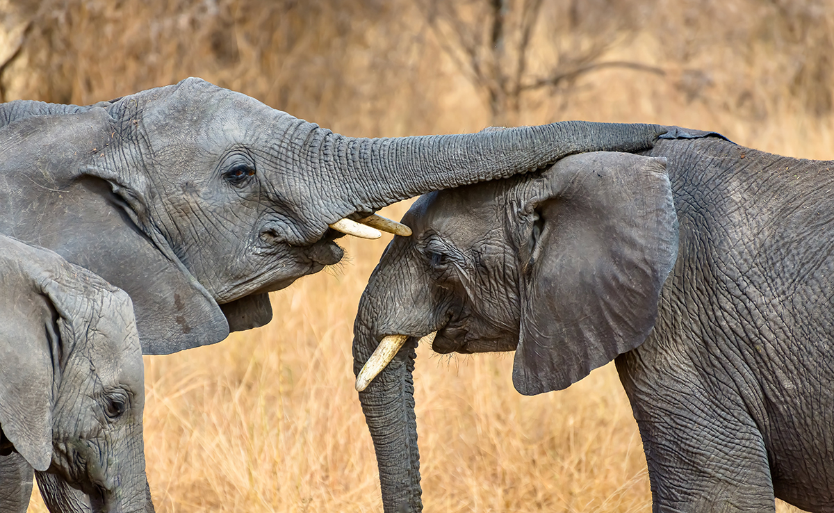 Une période de deuil existe-t-elle chez les animaux ?