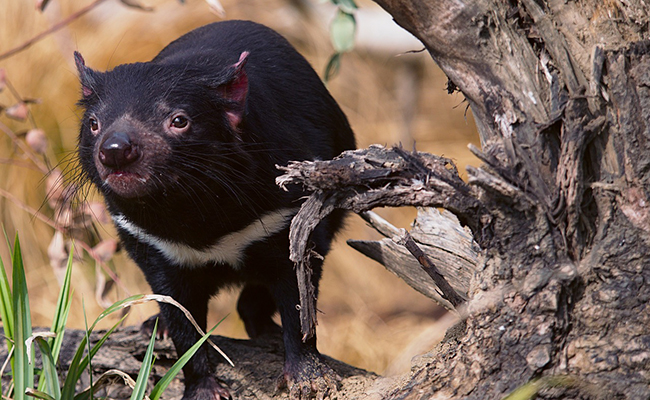 Diable de Tasmanie, le plus grand des marsupiaux carnivores