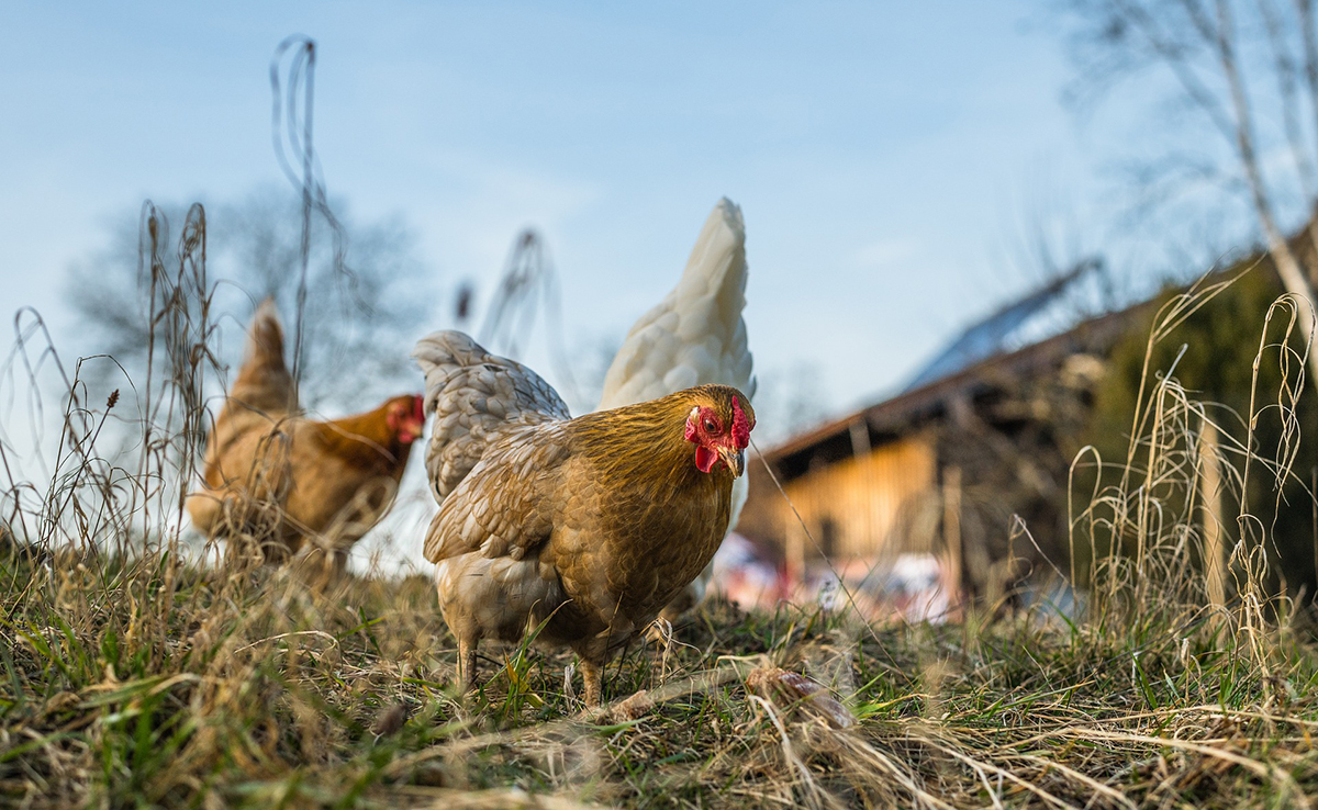 Diarrhée chez la poule : causes, symptômes, traitements et prévention