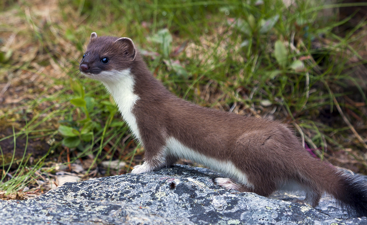 Quelles différences entre belette, furet, fouine, martre, hermine, putois et vison ?