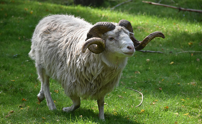 Quelles différences entre un bélier et un mouton ?