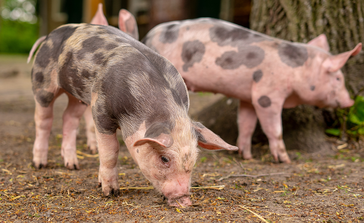 Quand et comment le cochon a-t-il été domestiqué ?