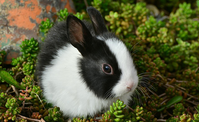 Quand et comment le lapin a-t-il été domestiqué ?