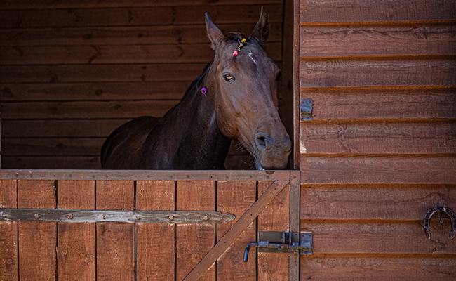 Comment donner un médicament à son cheval ?