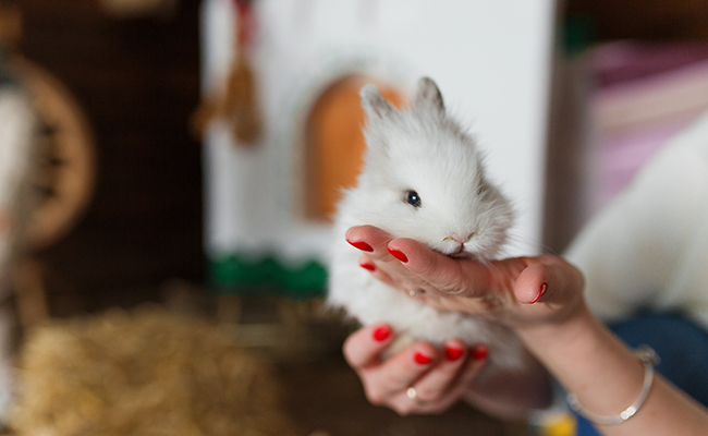 Comment donner un médicament à son lapin ?