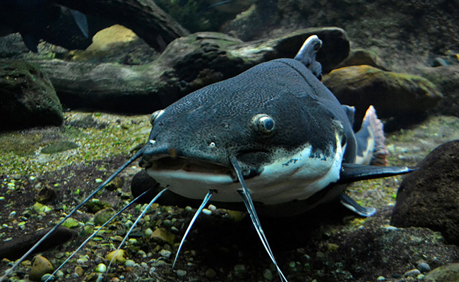 Tous les poissons ont des écailles : vrai ou faux ?