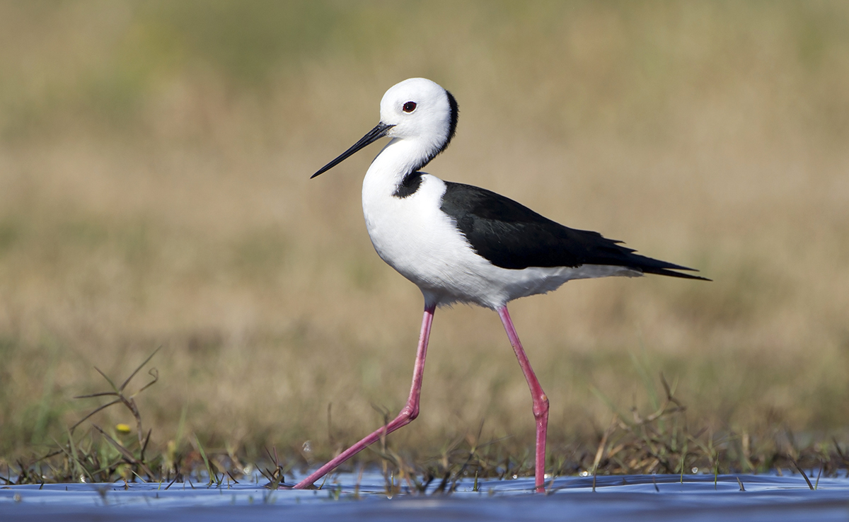 Échasse blanche, échassier très présent dans les marais salants et les étangs