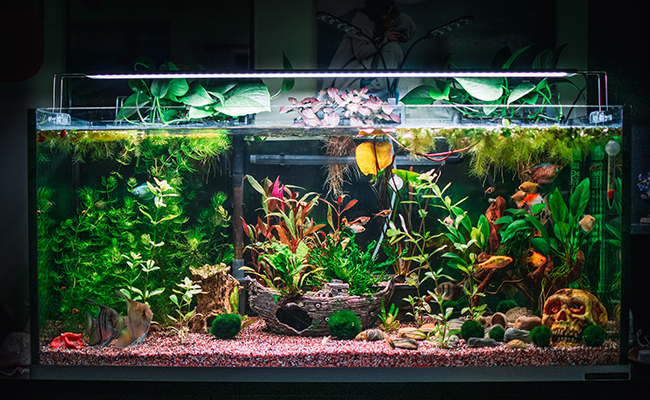 Quel éclairage installer dans son aquarium ?