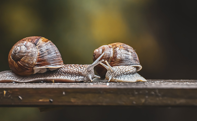 Élevage d’escargots ou héliciculture à la maison : comment faire ?