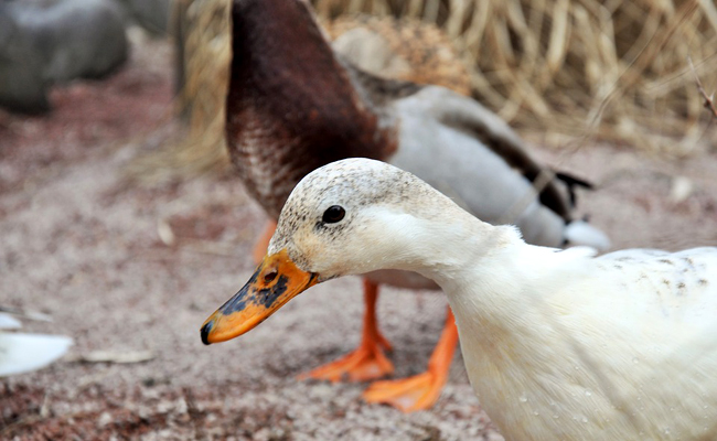 Accueillir et élever des canards : 6 erreurs à ne pas faire