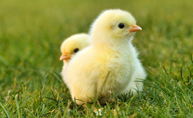 Comment élever des poussins : trucs et astuces