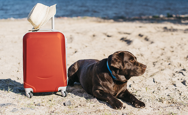 Emmener son animal de compagnie en vacances : bonne ou mauvaise idée ?