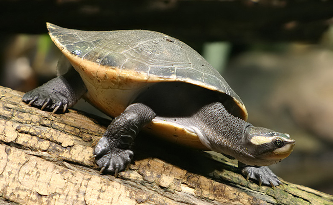 Elever une tortue d'eau : quelles espèces ? Quelle réglementation, comment en prendre soin ?