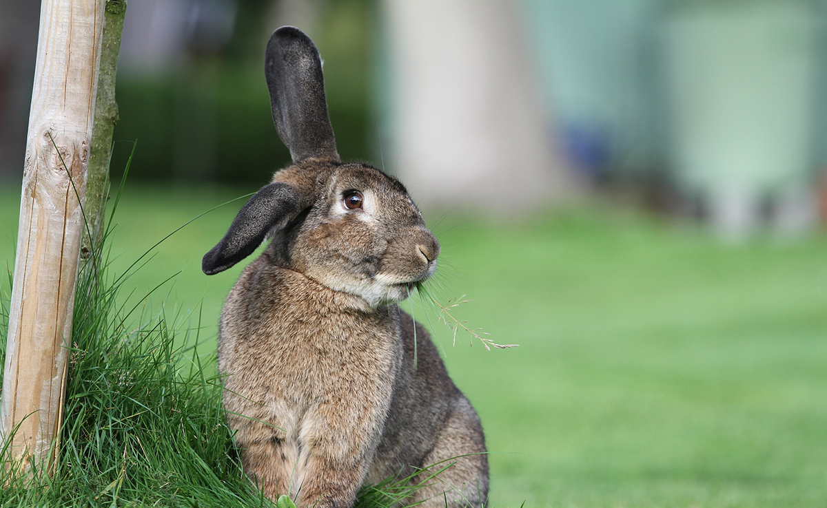 Encéphalitozoonose chez le lapin : causes, symptômes, traitements et prévention