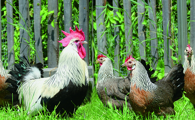 Comment créer un enclos pour ses poules ?