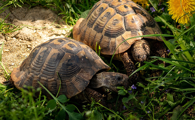 Comment aménager un enclos pour sa tortue ?