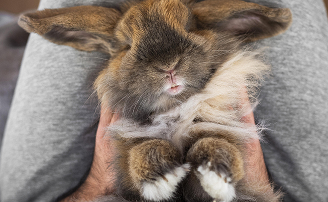 Comment entretenir les griffes de mon lapin ?