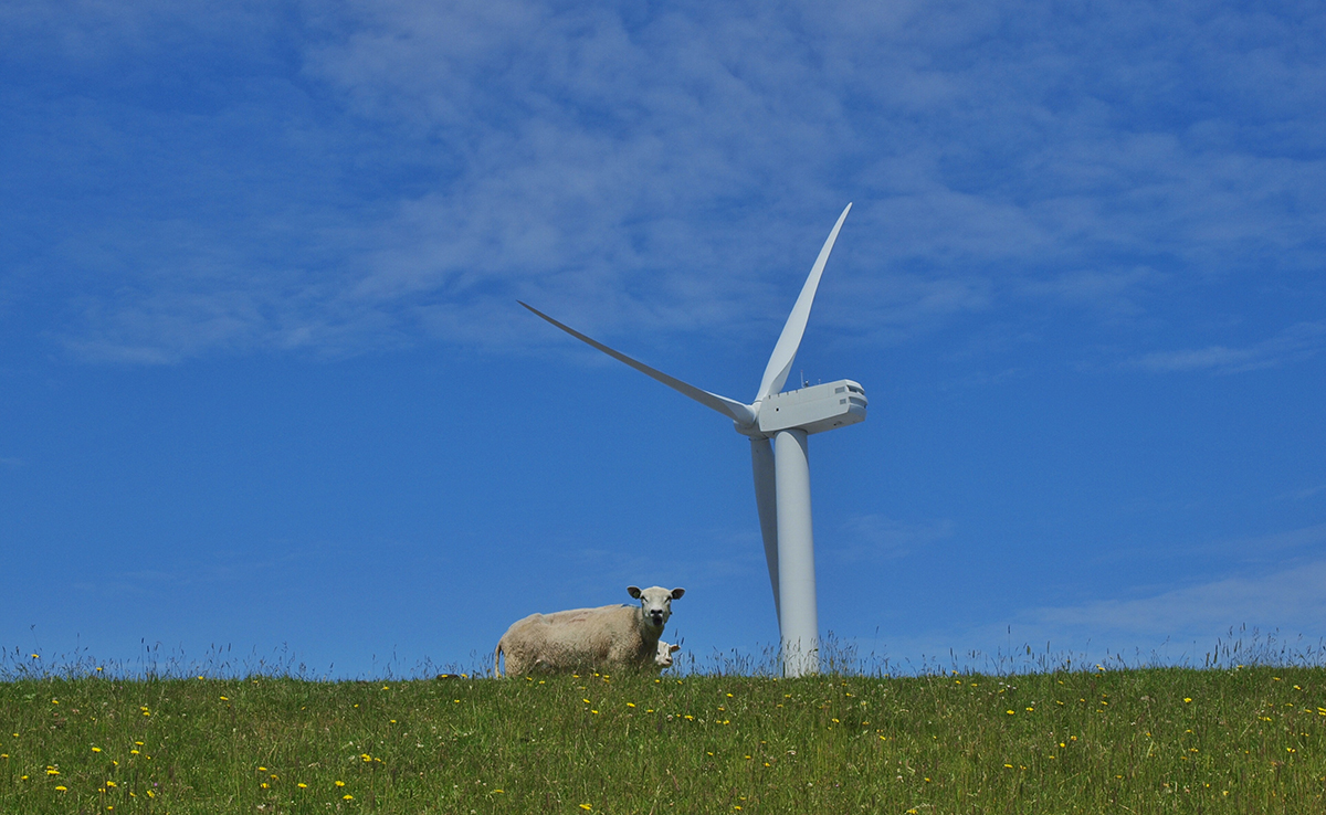 Les éoliennes : quels dangers pour les animaux ?