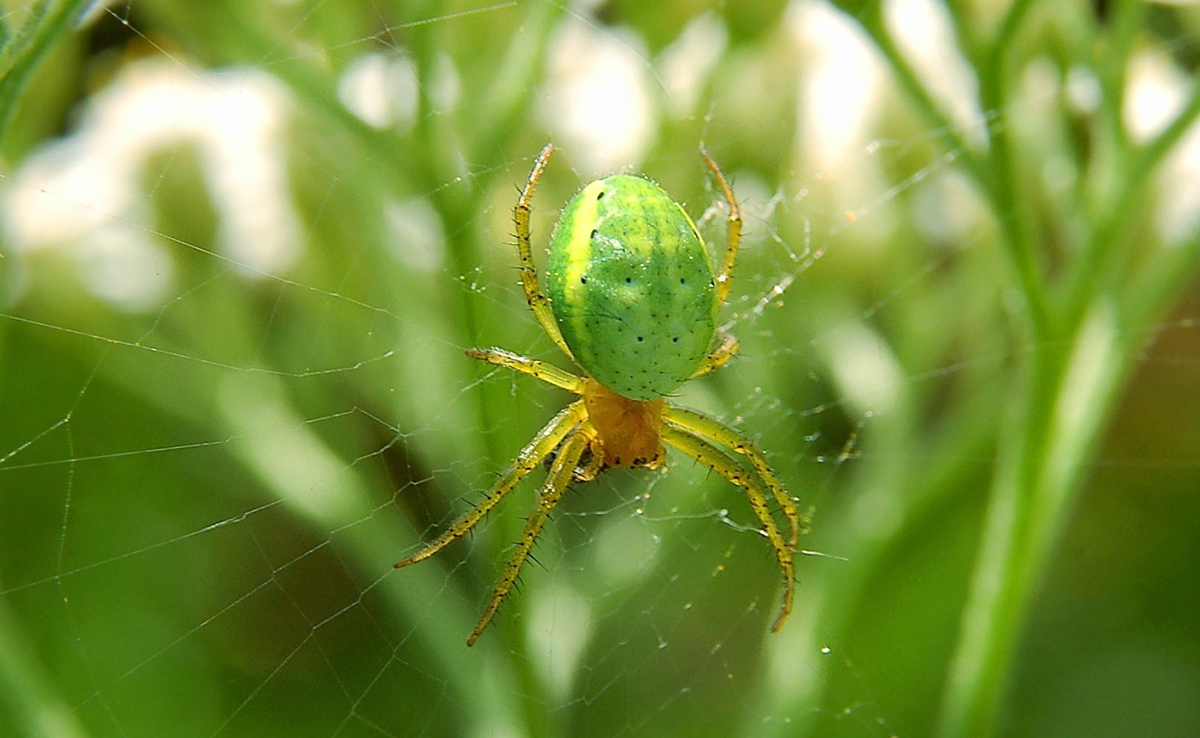 Épeire concombre, araignée au corps vert pomme !