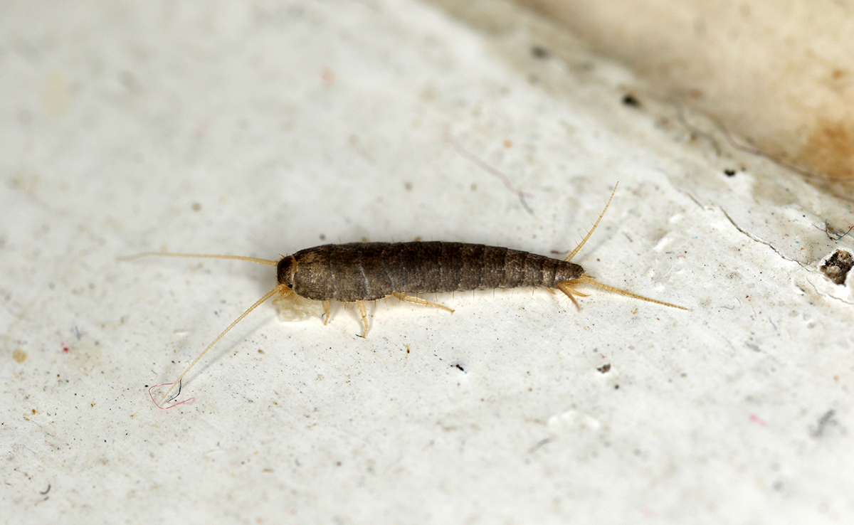 Comment éradiquer les poissons d'argent de la maison ?